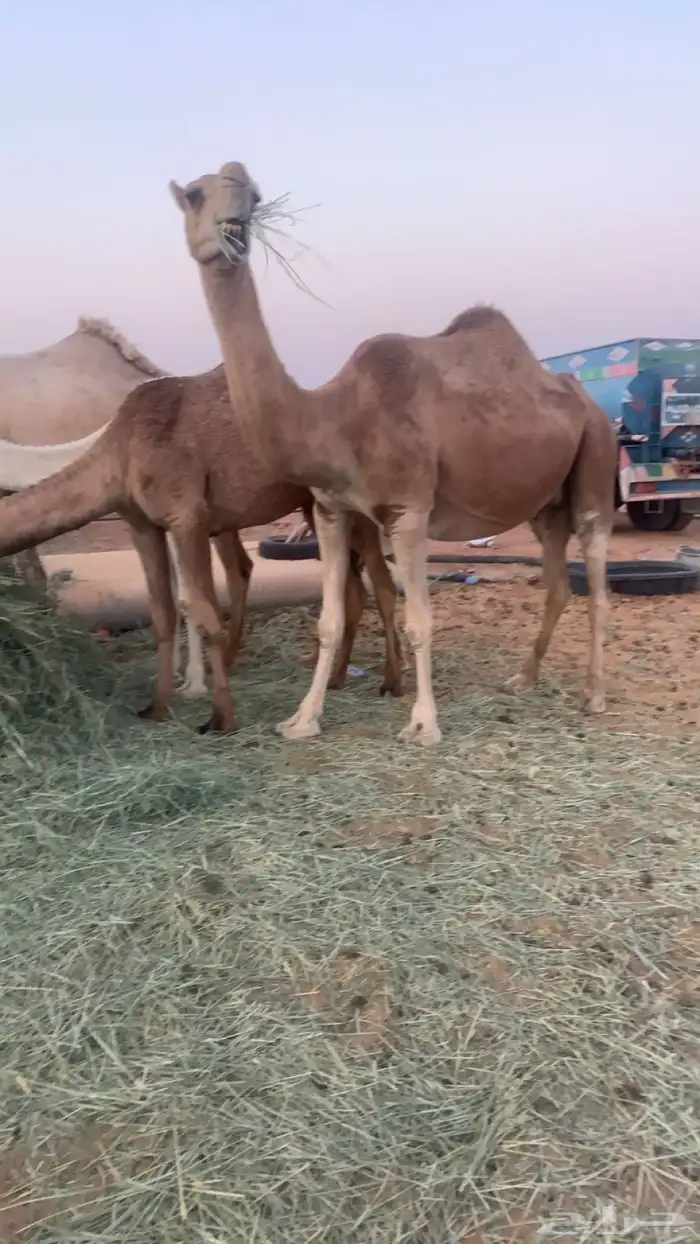 القحه لها 9 شهور 1