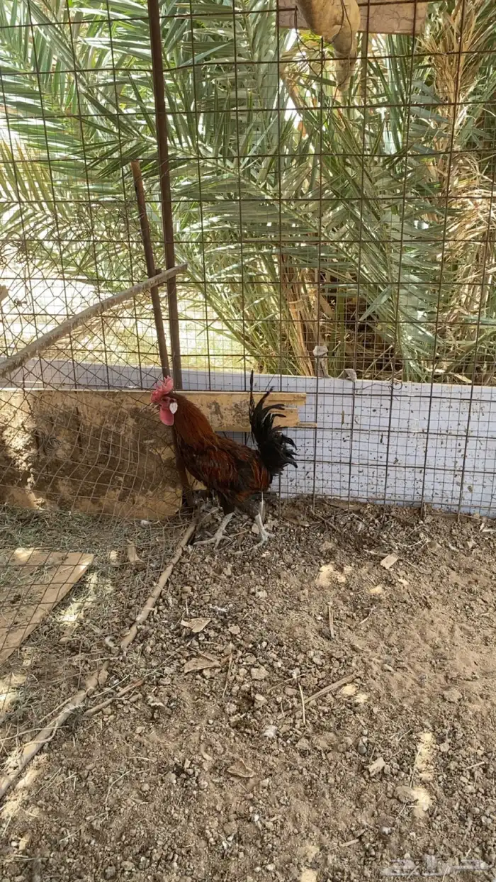 ديك بلدي 0