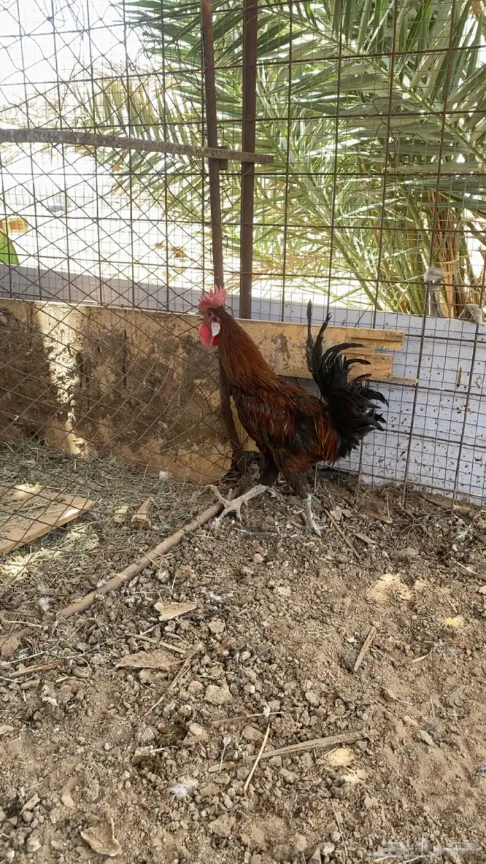 ديك بلدي 1