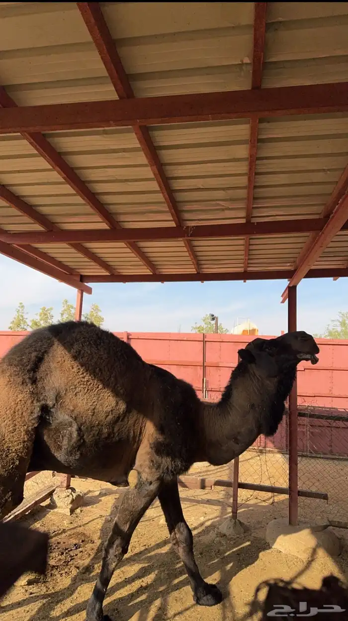 للبيع قعود جذع 0