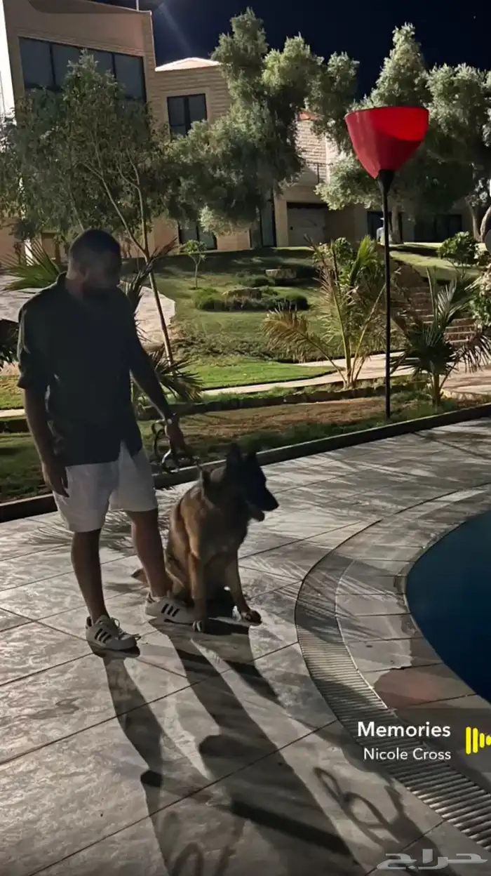 مدرب كلاب مركز ريف الجميل لتدريب الكلاب 1