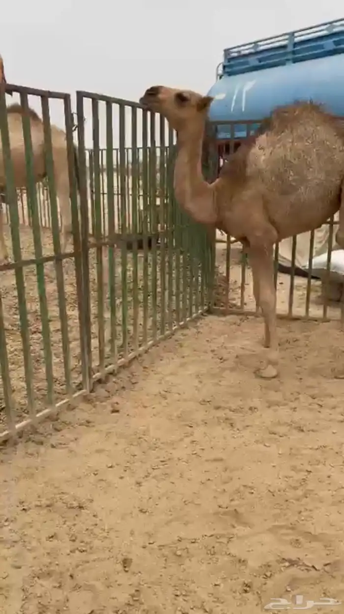بكره لبانيه على حليب امها والعشب ارباع واثمان 4