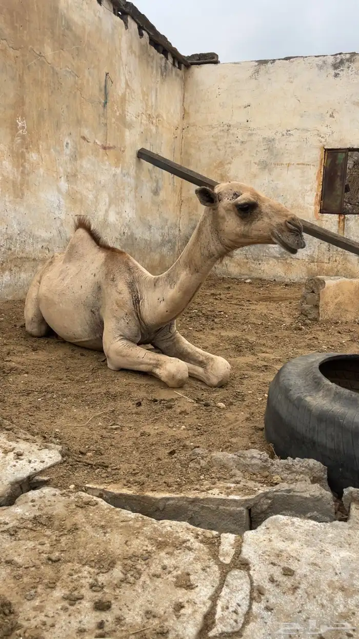 بكره العمر 9 شهور منوت القاني 3