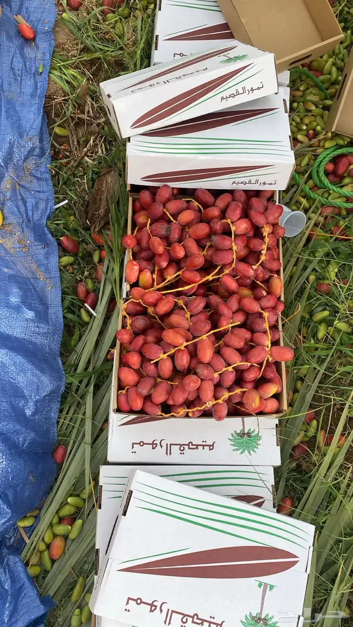 بلح حلوه احمر 1