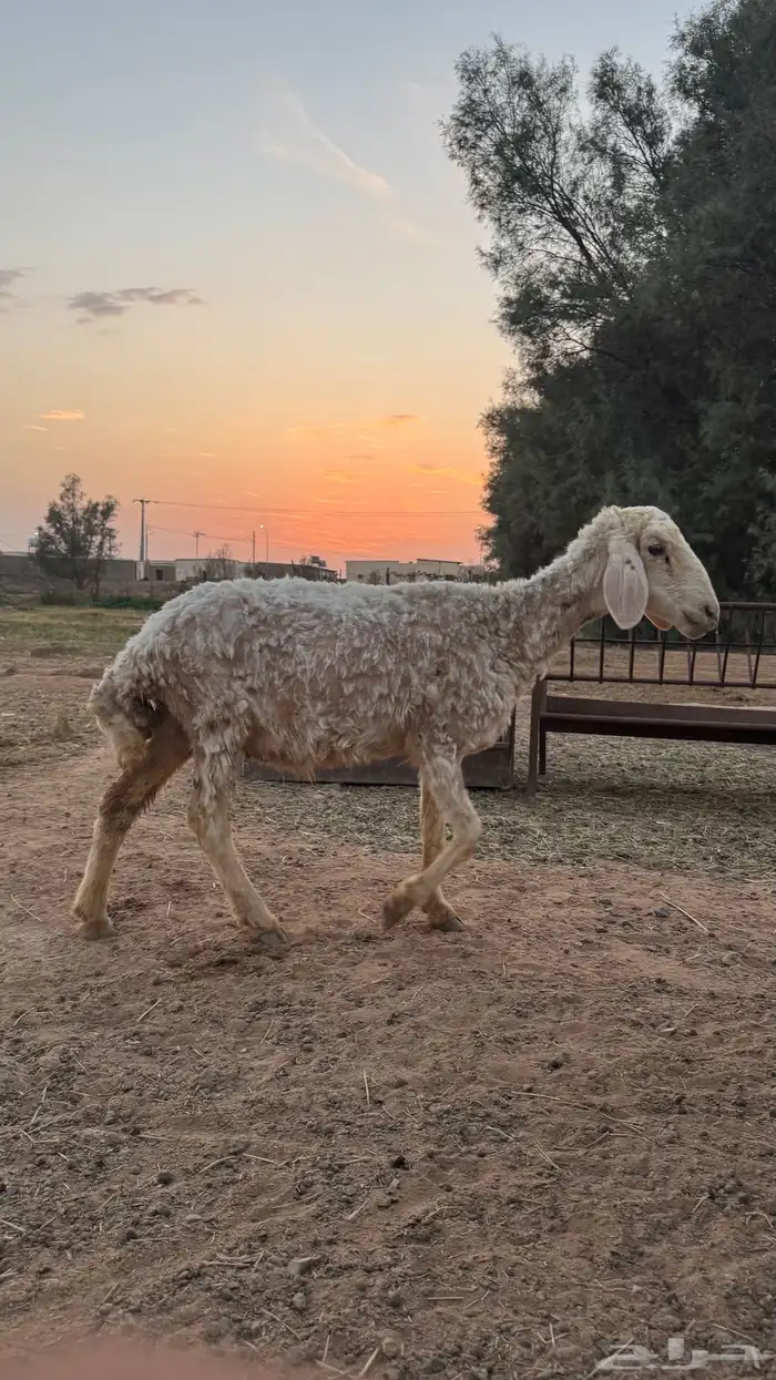نعجه للبيع 3