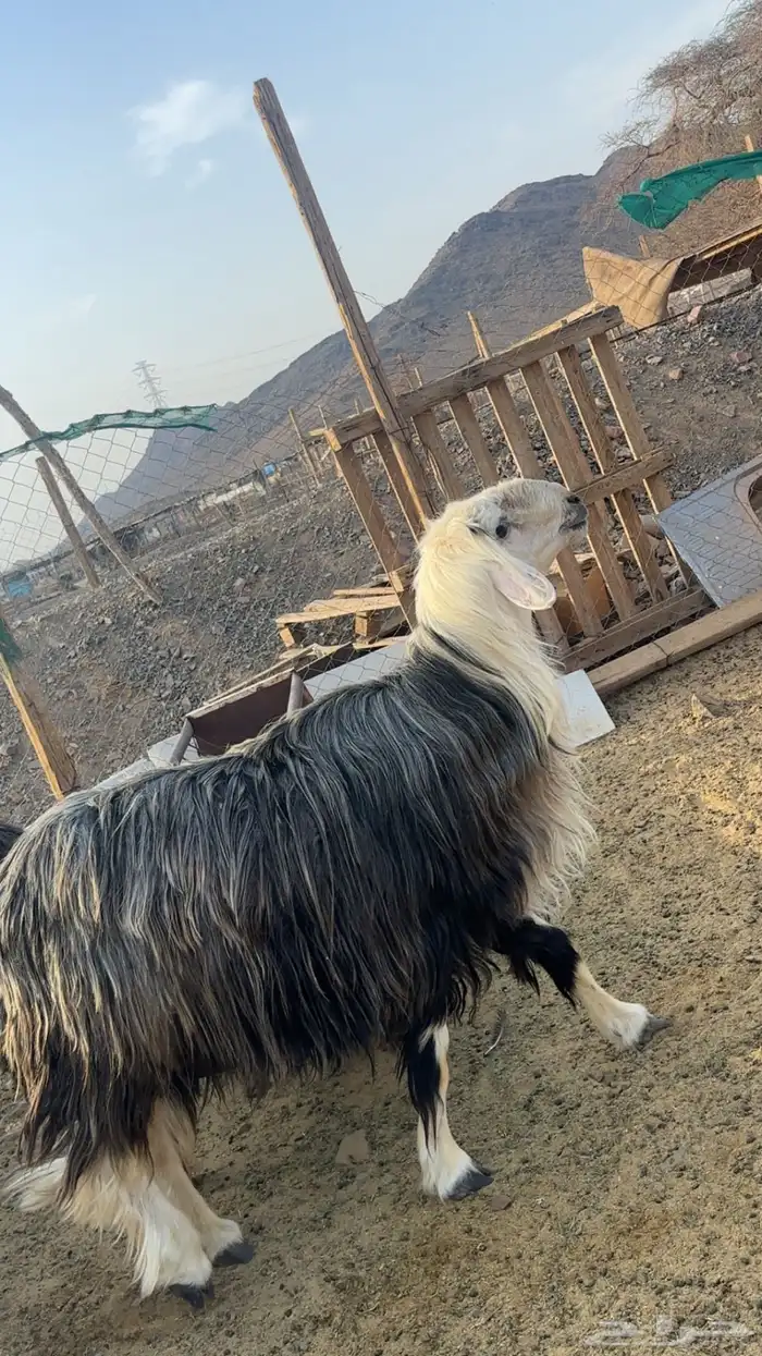 فحل نجدي مشروط جرم ناهي عمره سدس او فوق 0