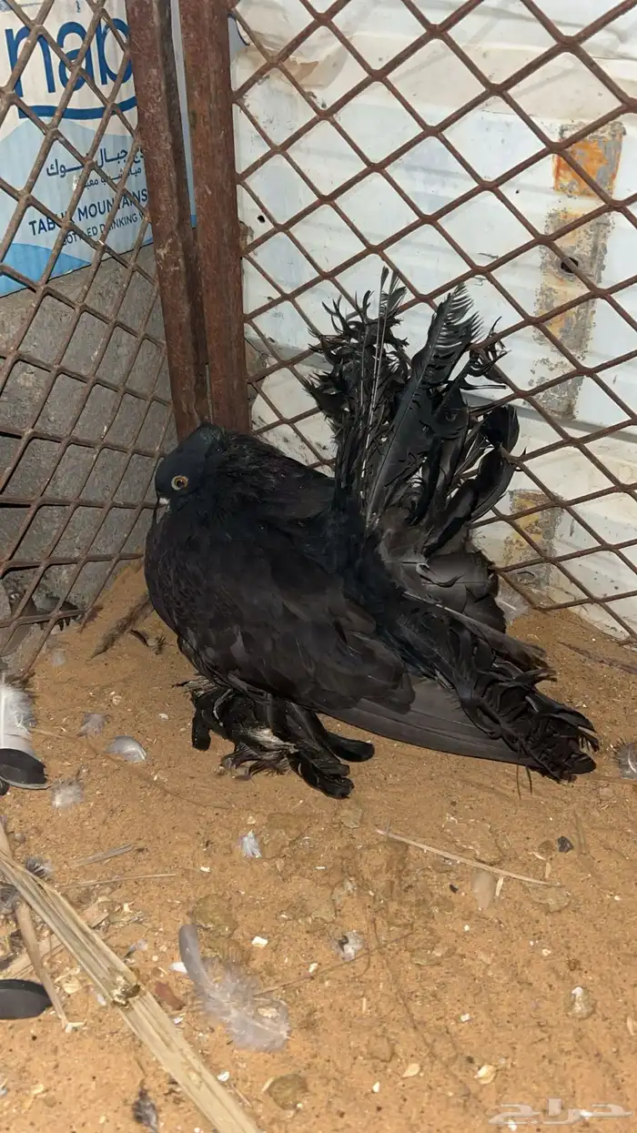 حمام رقاص 6