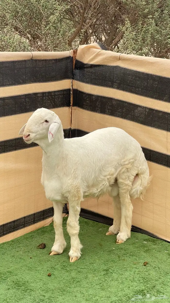 مشاريع فحول صنف 2