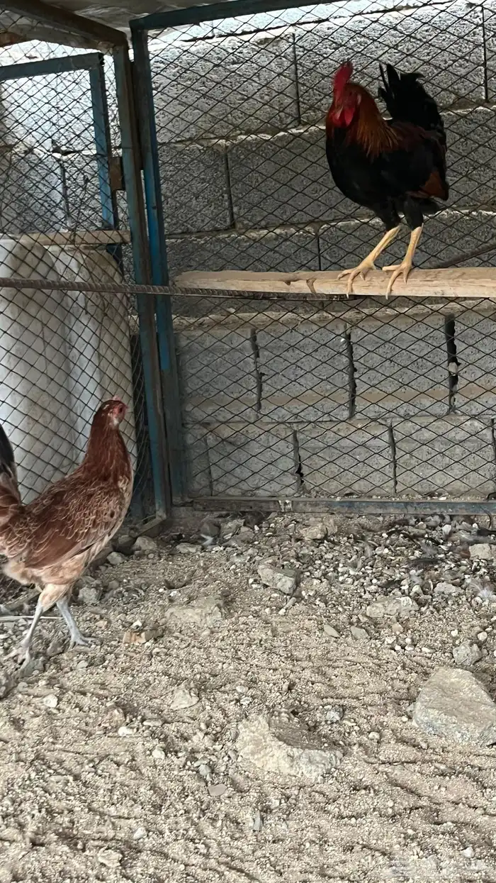 دجاج فري اصيل 9