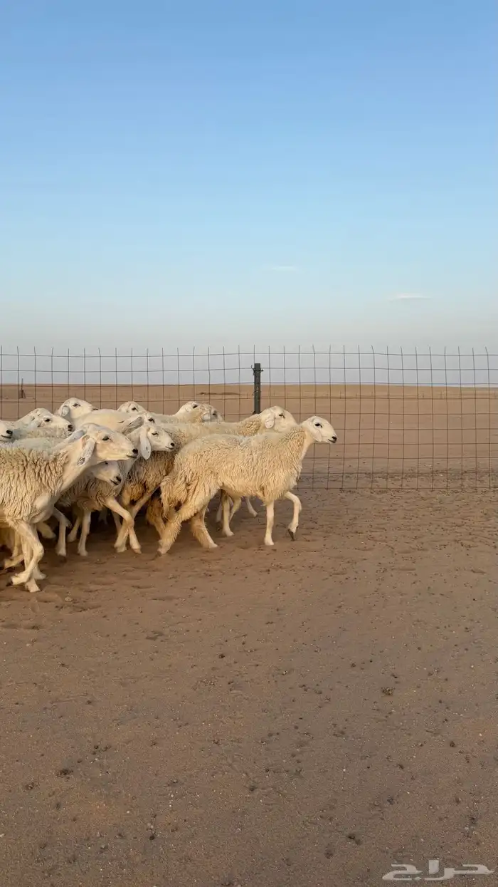 رخال حريات دفيع صنف فاخر حرش 16