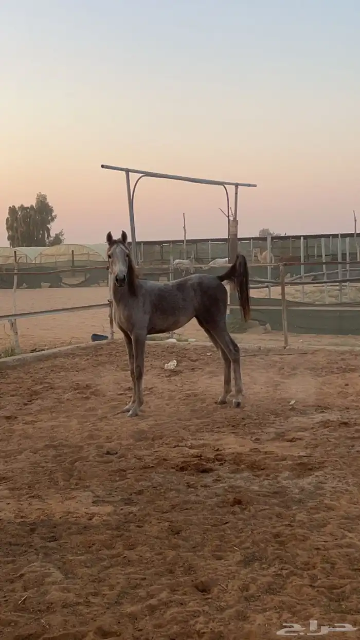 مهره شعبية 0