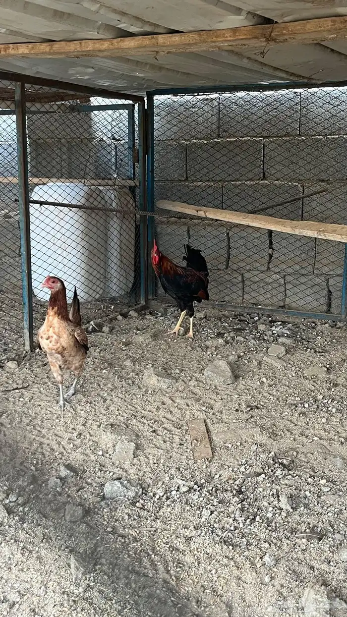 دجاج فري اصيل 1