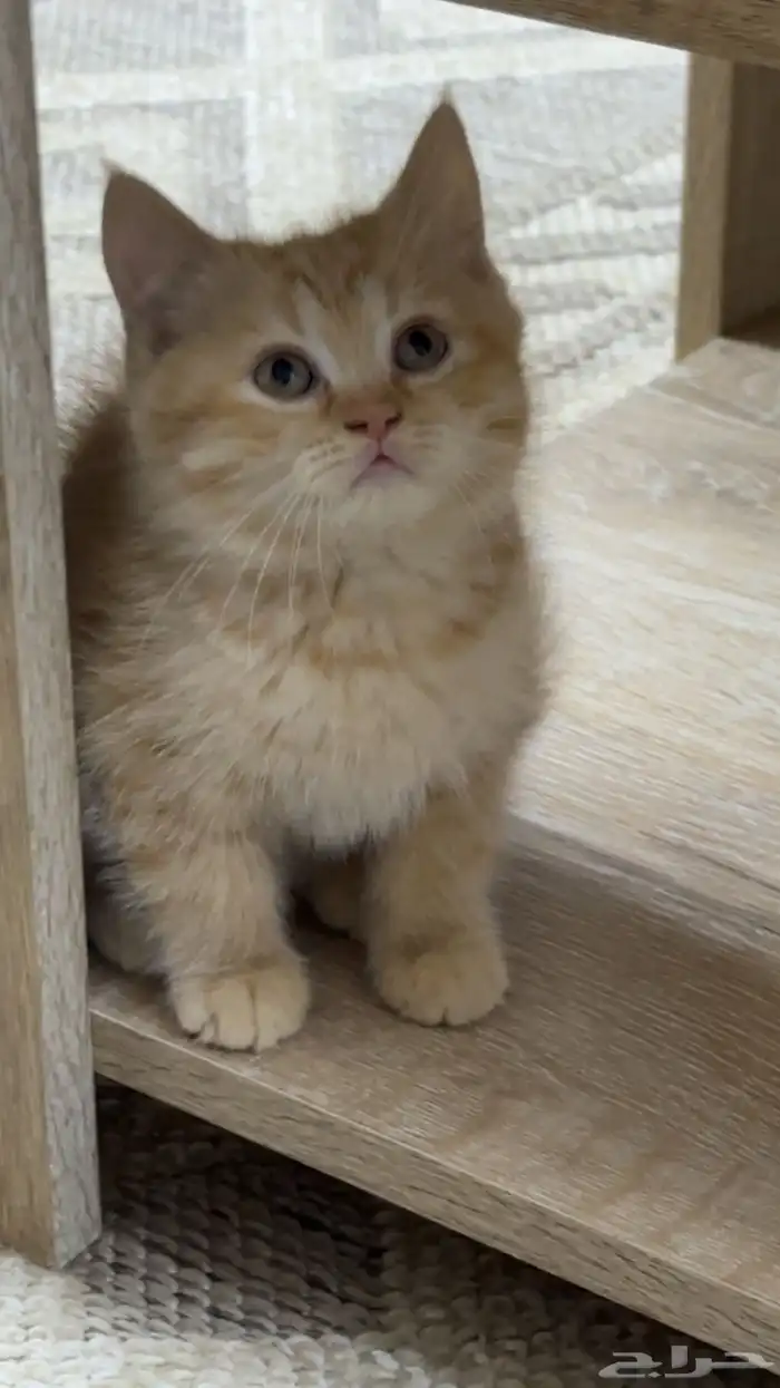 قطط للبيع 3