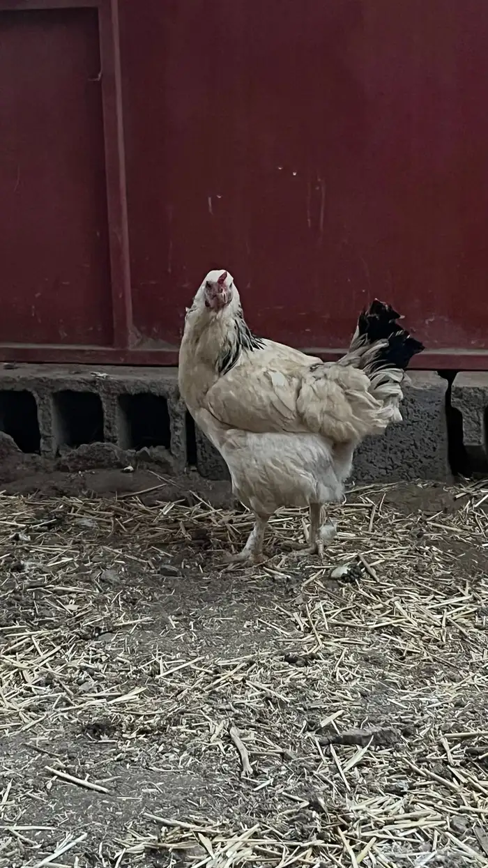 دجاجه للبيع شرط 3