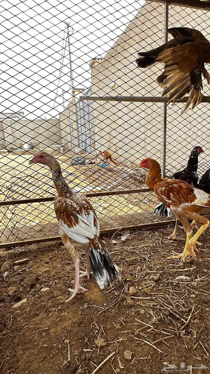 فروخ سندي 1