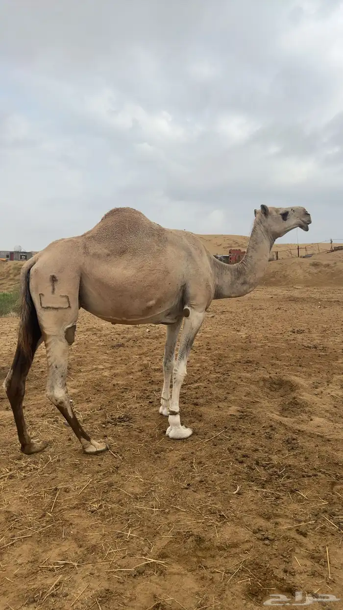 ثلاث ابل للبيع 0