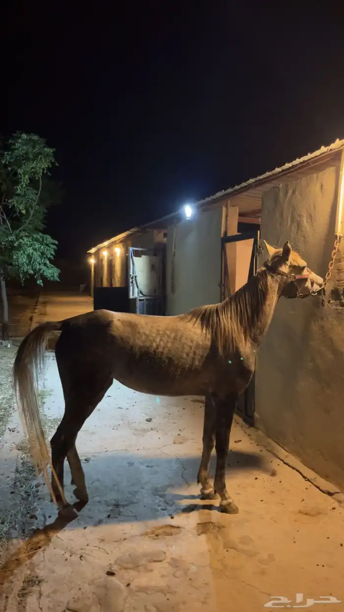 فرس شعبيه من انتاج المربط بوها حفيد مروان الشقب 1