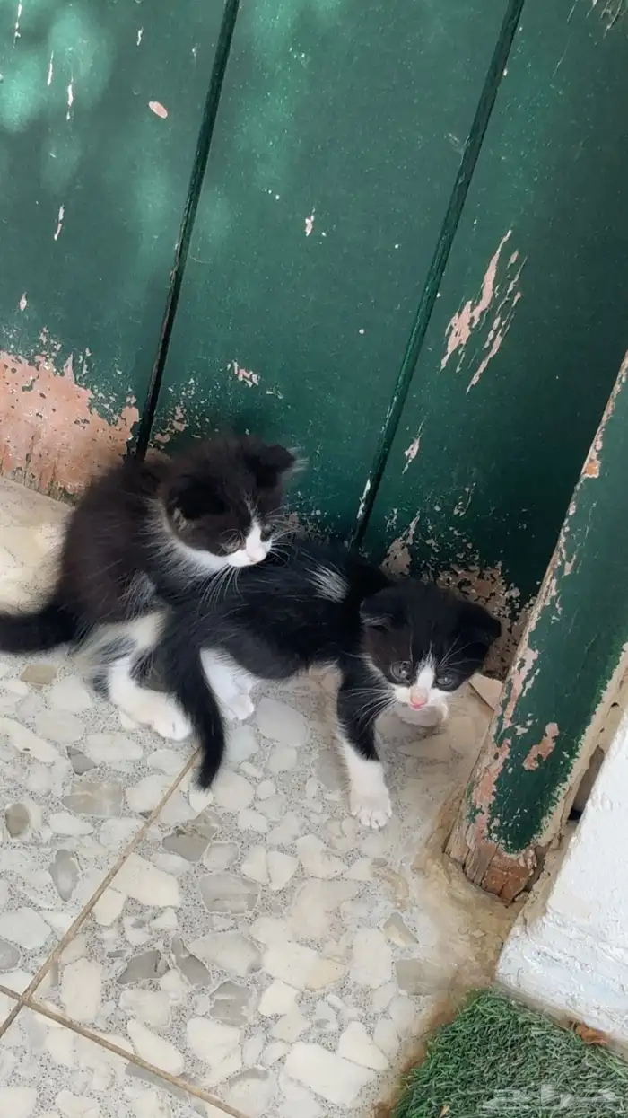 بسس اليفين جدا غير مؤذيين 2