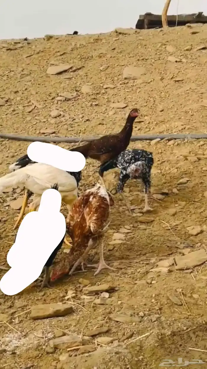 زوجين دجاج سندي ( ناوان ) 0