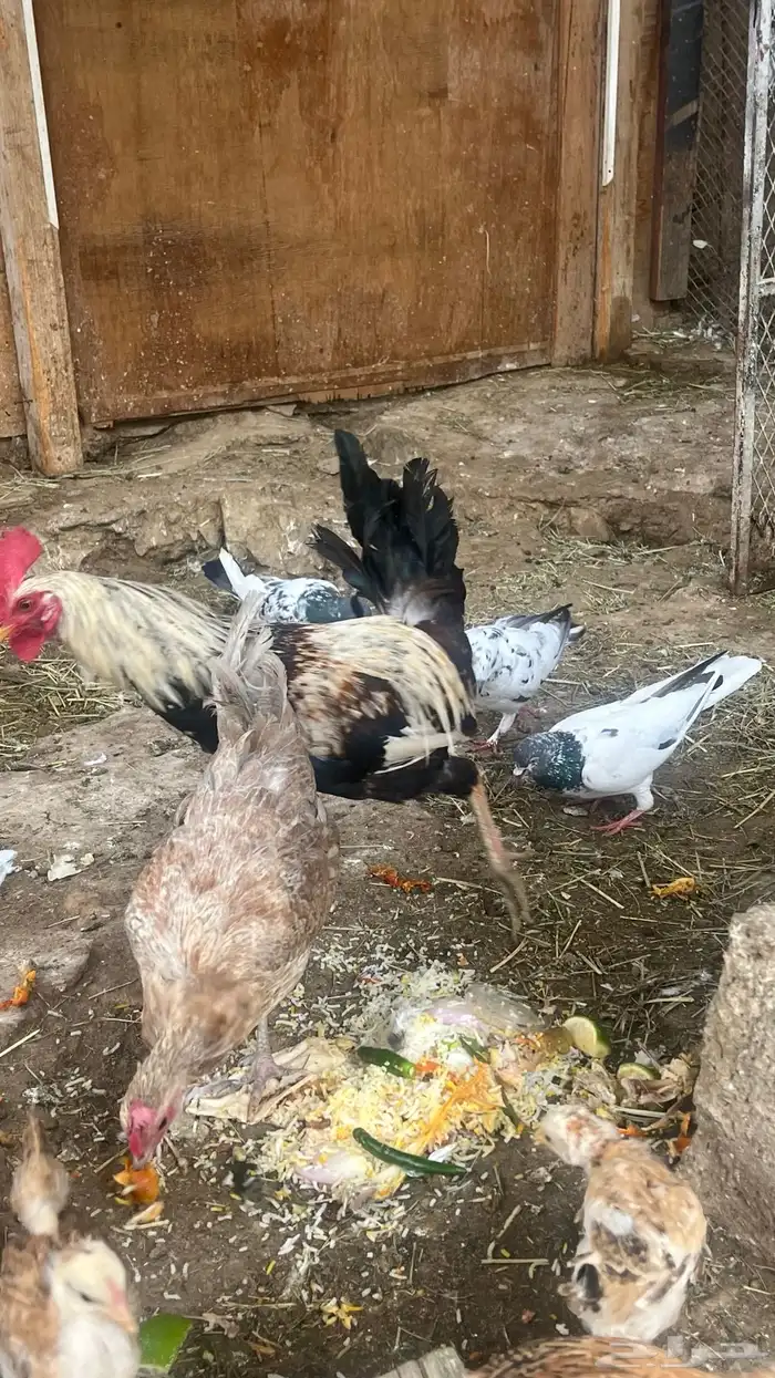 دجاج بلدي 7