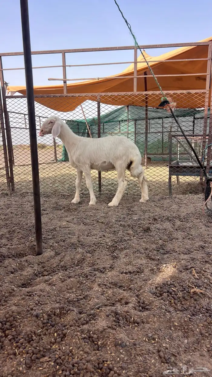 للبيع رخل 1