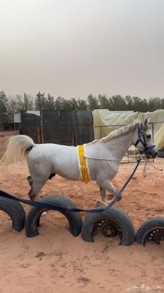 حصان شعبي للبيع 2