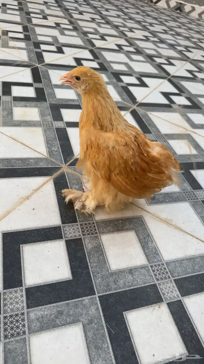 دجاج براهما 0