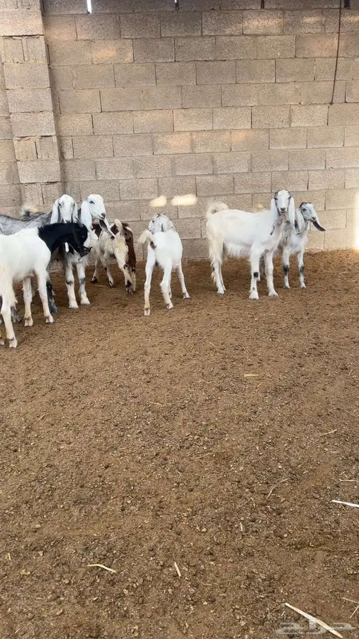 ( تم البيع ) جفار ضرايب صنف 4