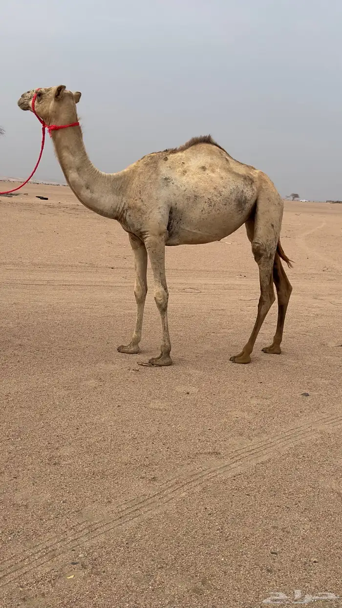 بكره مفروده تروح حقه بنت شاهين والام ناقه حره 1