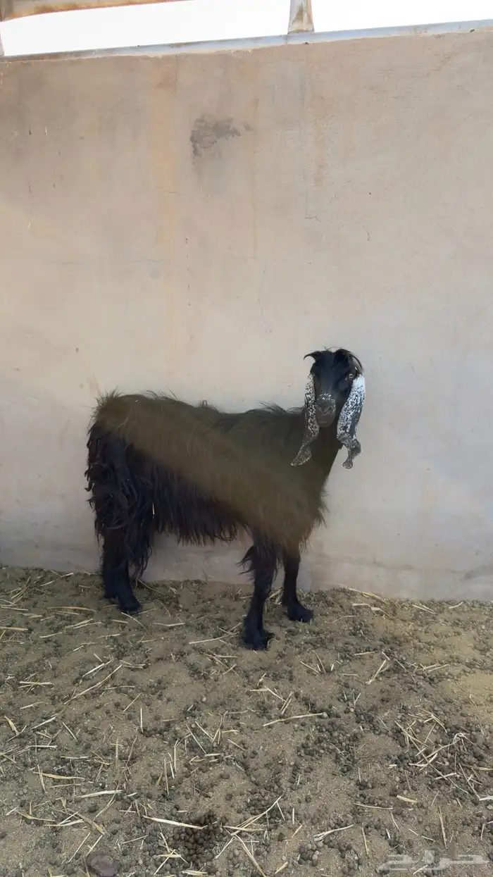 عنز عارضيه 2