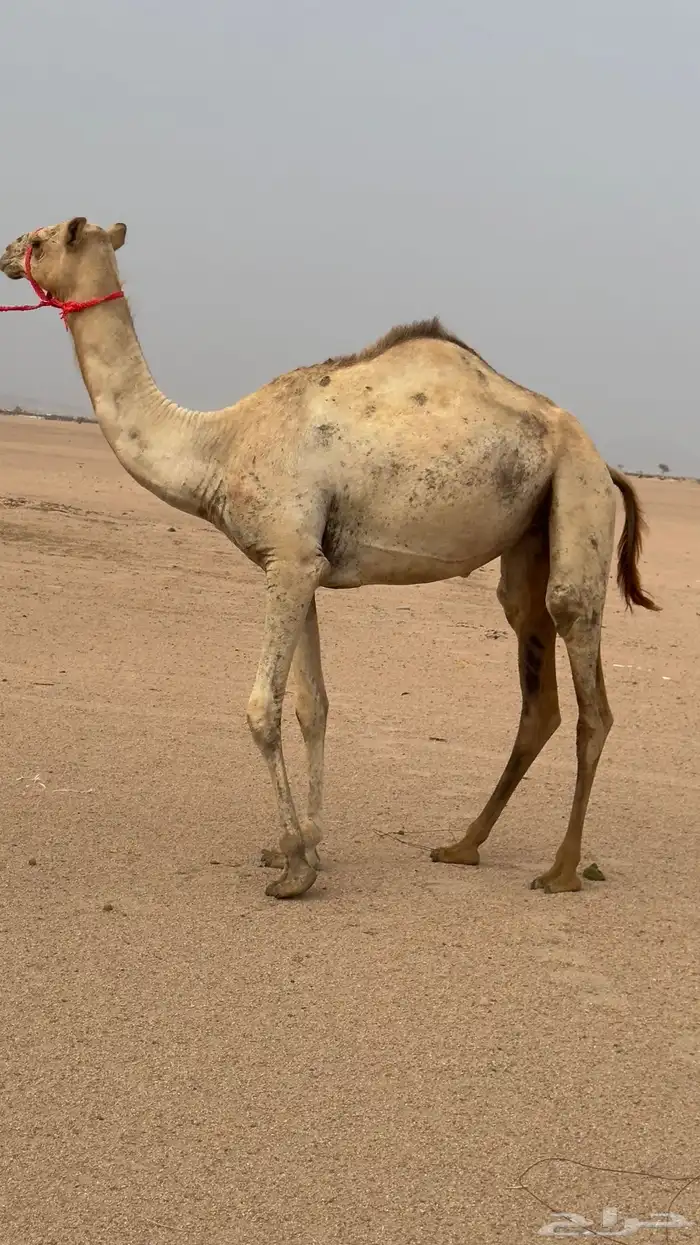 بكره مفروده تروح حقه بنت شاهين والام ناقه حره 3