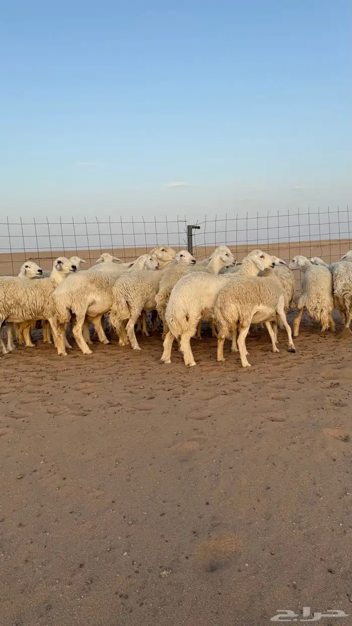 رخال حريات دفيع صنف فاخر حرش 14
