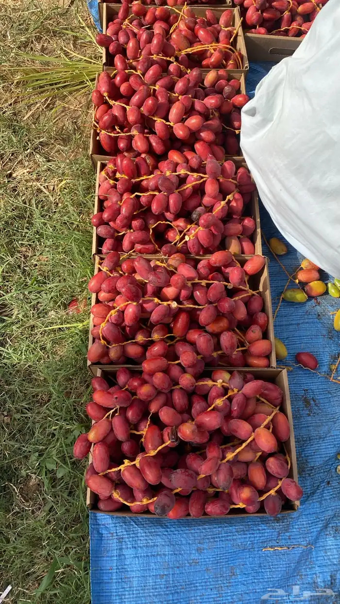 بلح حلوه احمر 0