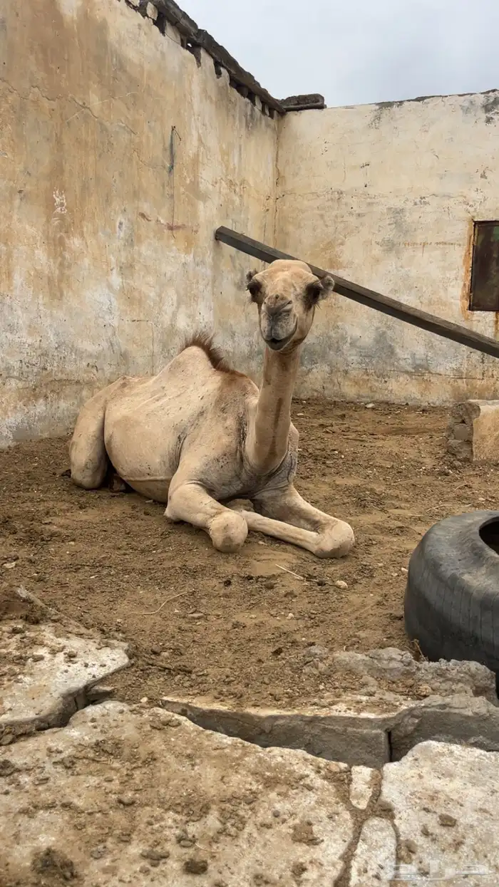 بكره العمر 9 شهور منوت القاني 2
