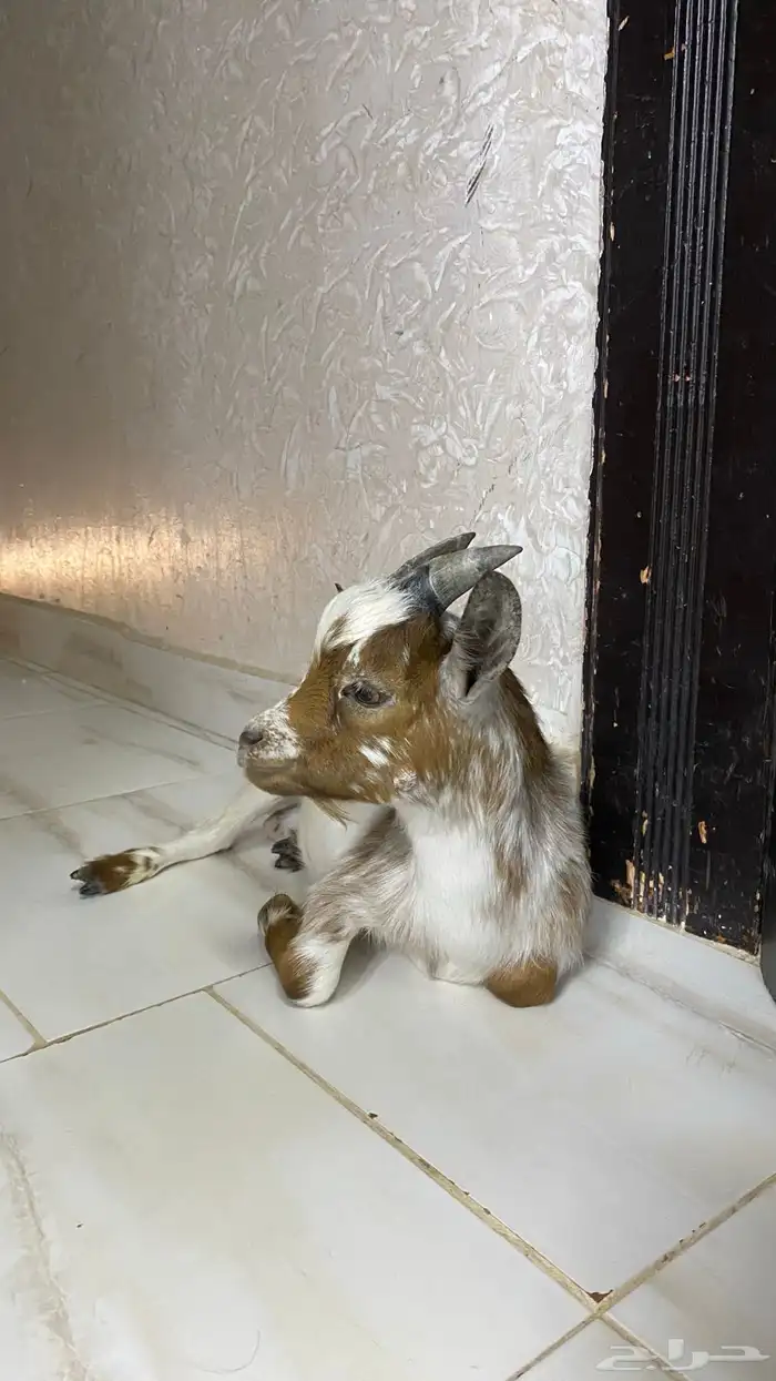 للبيع ماعز قزم اثنين 3