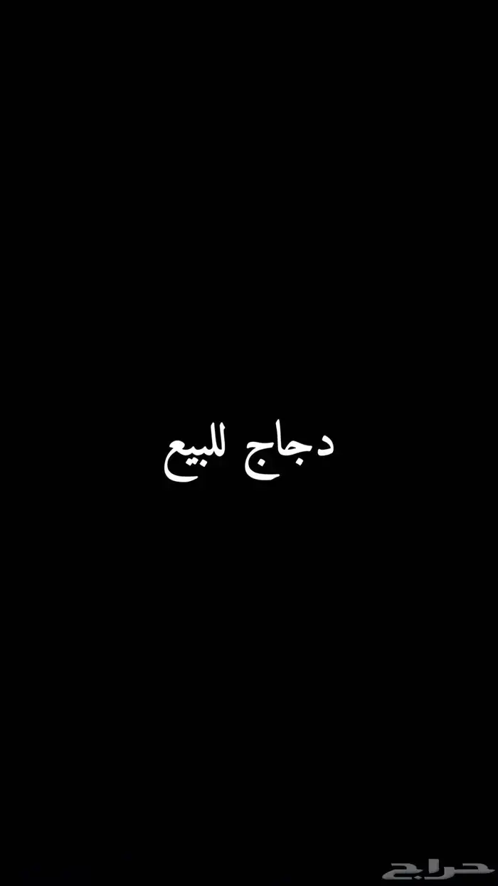 دجاج وديك للبيع في بيشه 0