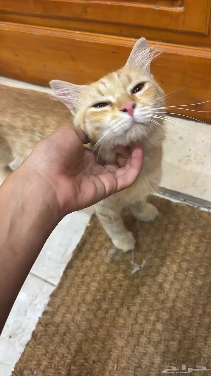 قط متخلى عنه أو مفقود 3