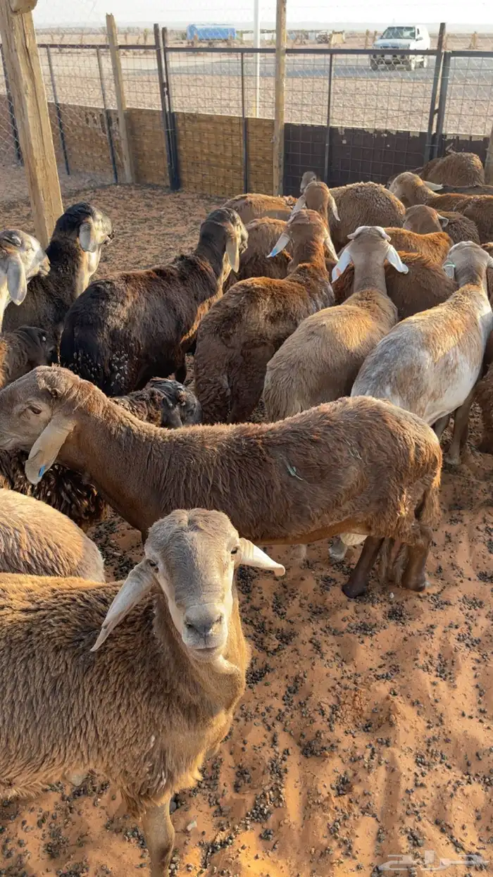للبيع بهم سواكن جذعان (تم البيع) 2