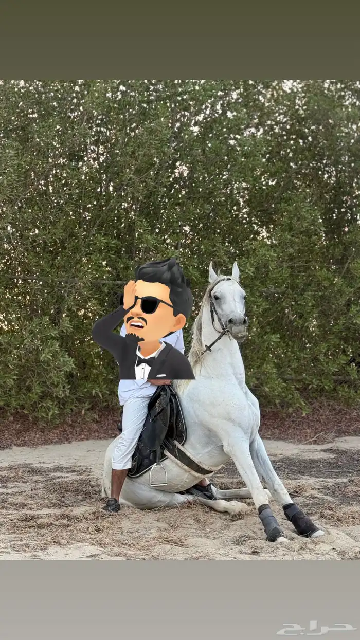 حصان اصفر شعبي فحل 0