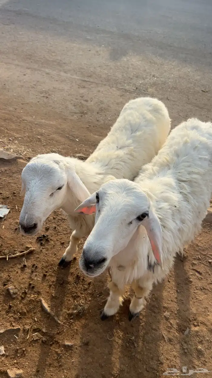 طليين كايفات 6شهور 2