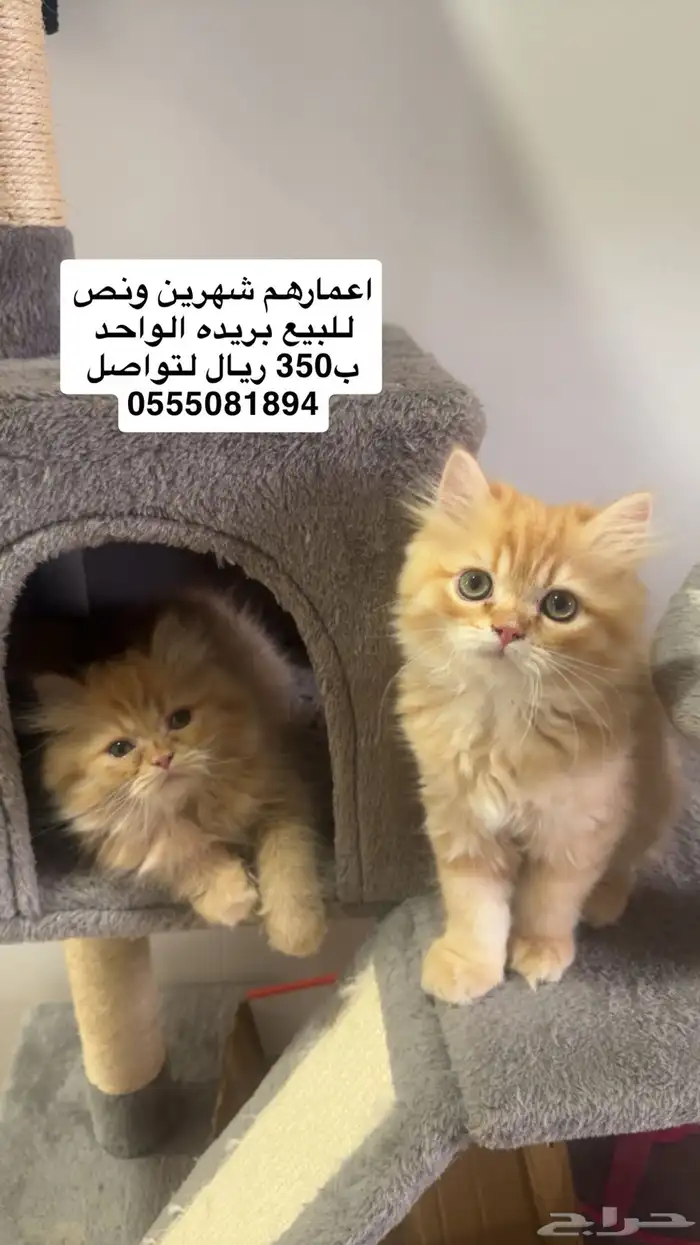 3قطط للبيع اعمارهم 2شهرين ونص 0
