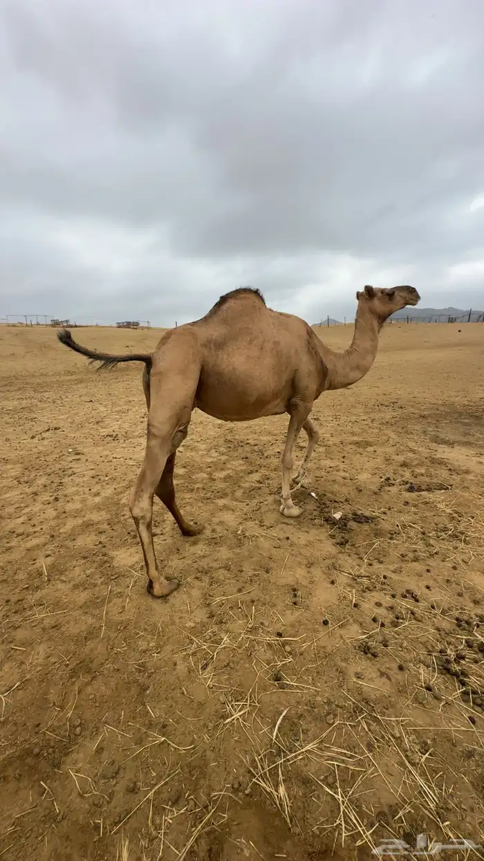 ثلاث ابل للبيع 4