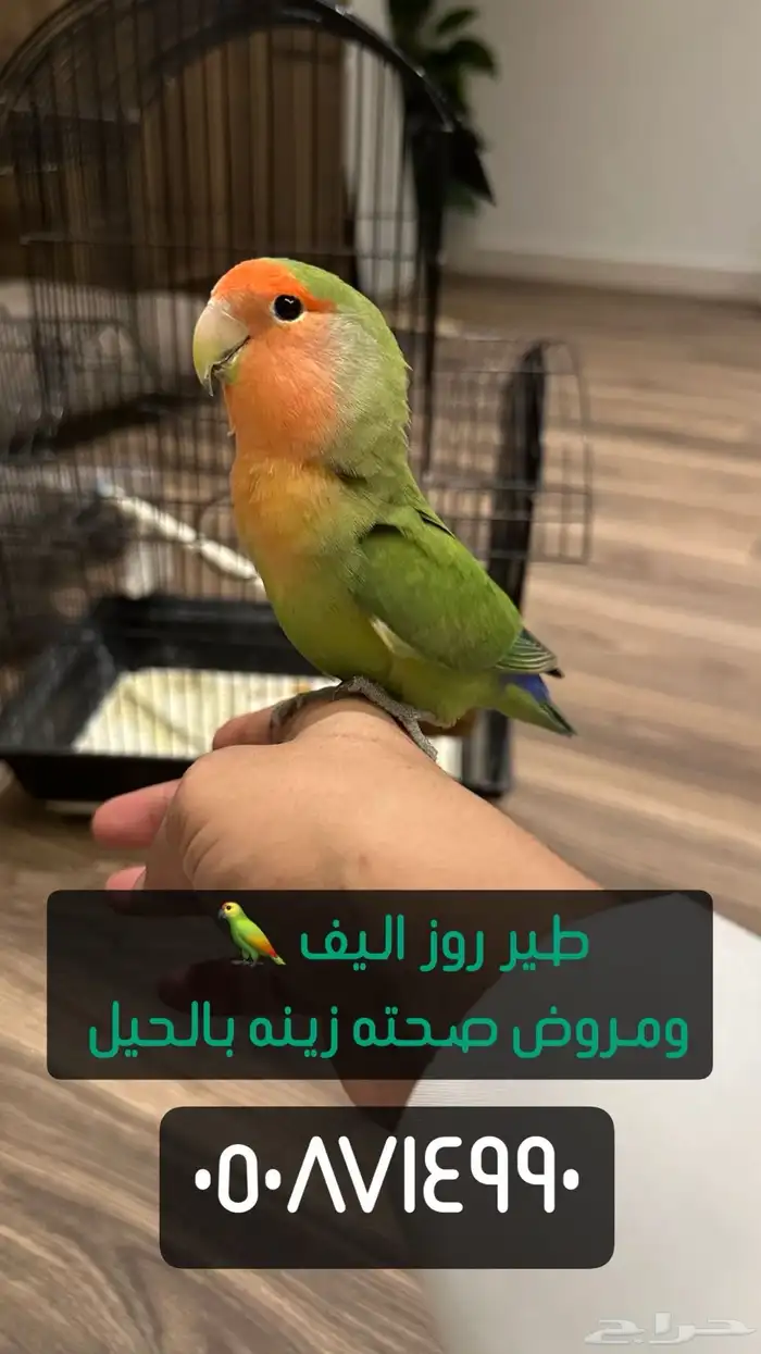 طير روز 0