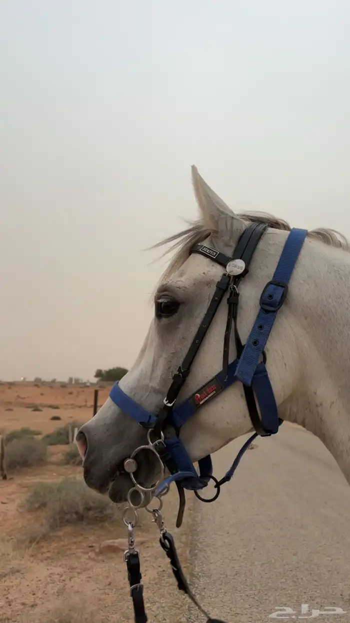 حصان شعبي للبيع 3