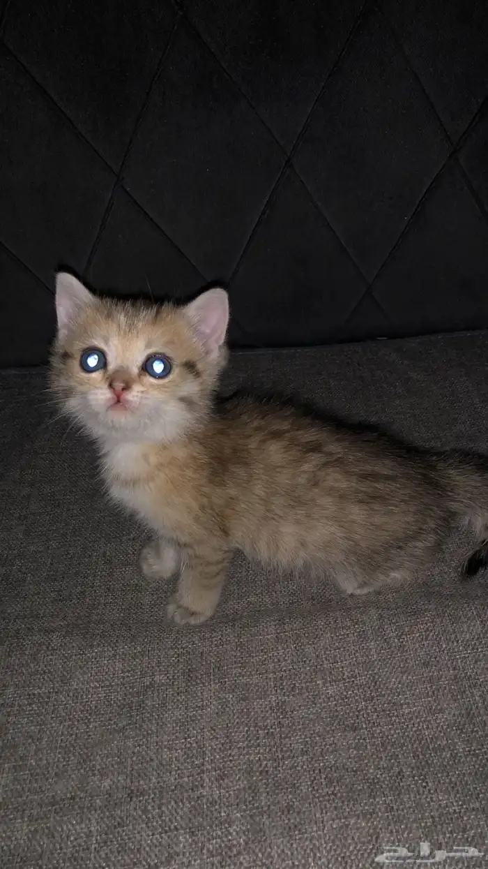 سكوتش ستريت 3