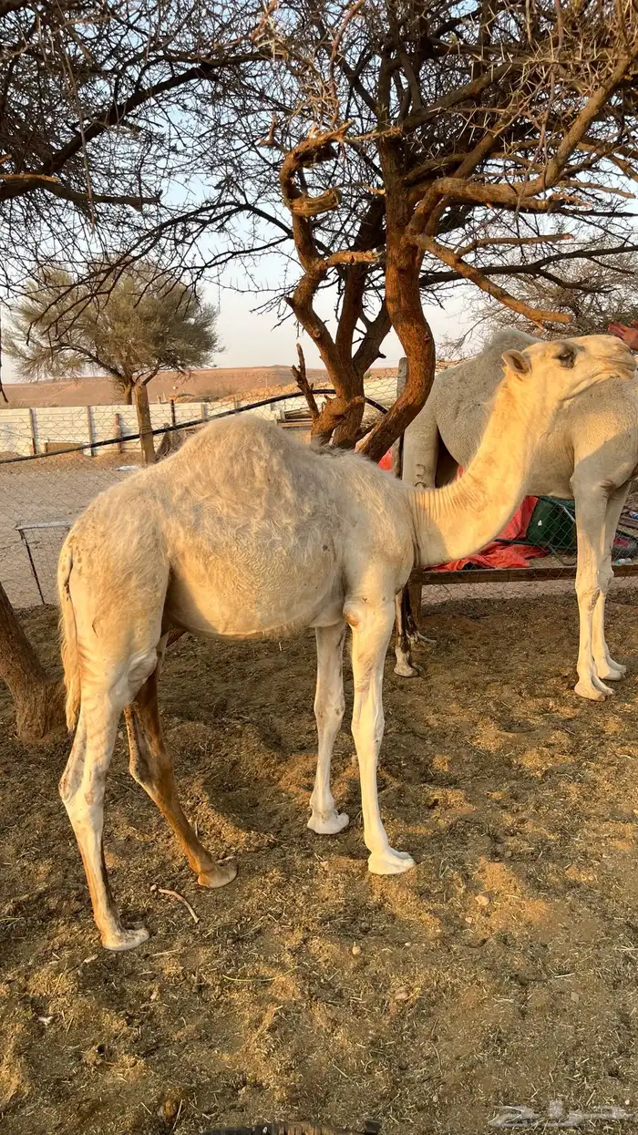 للبيع قعود طايش 4