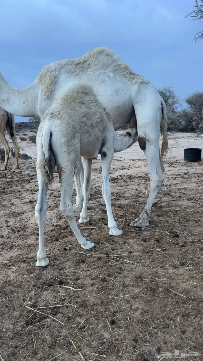قعود ع الحليب والعشب 2
