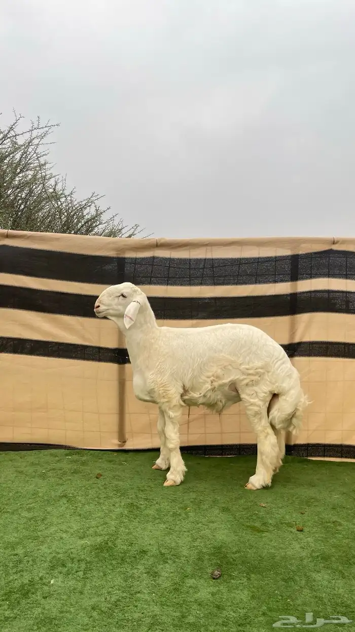 مشاريع فحول صنف 4