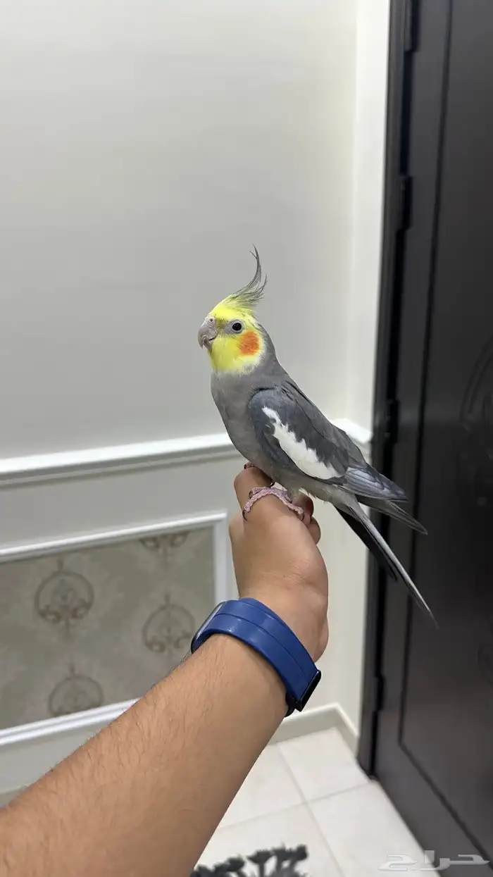 كروان اليف وهدد ومتكلم ( تم البيع) 0