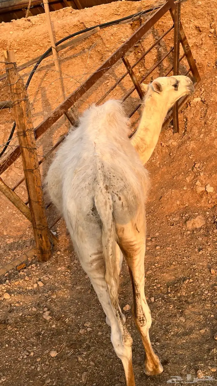 للبيع قعود طايش 3